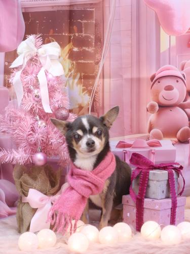 20241214メルくん